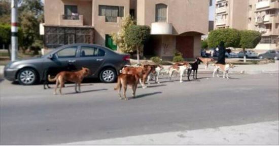 شكوى من انتشار الكلاب الضالة بمنطقة الطوابق فيصل