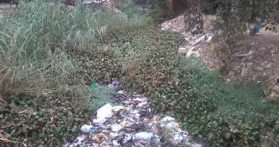 "صور".. اضبط مخالفة.. ورد النيل يحتوى على الثعابين بكوم النجار بالغربية 