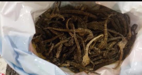  ضبط راكب بالمطار عرض رشوة على الأمن لتهريب 12 كيلو فرس البحر
