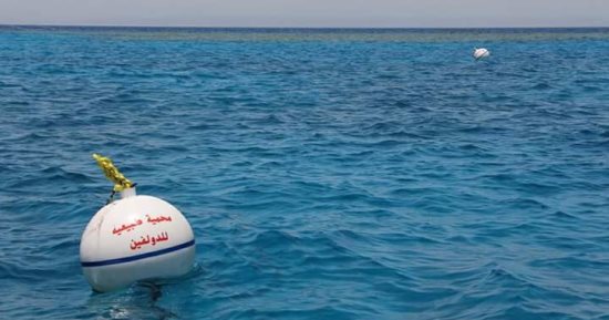 صور.. فى 10 معلومات تعرف على تعليمات محميات البحر الأحمر لعدم إزعاج الدلافين
