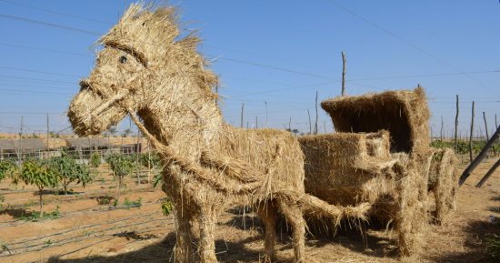 انطلاق المهرجان السنوى الأول لقش الأرز بالعبور.. صور