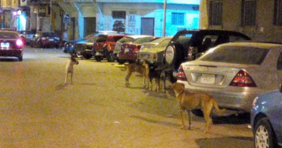قارئ يشكو من انتشار الكلاب الضالة خلف حديقة بدر بجسر السويس