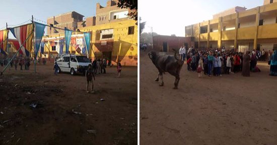  جاموسة تشارك فى طابور الصباح بأحد مدارس المنوفية.. والأهالى: نخشى على طلابنا من الحيوانات.. وفناء المدرسة تحول لقاعة أفراح.. ومديرية التعليم بالمحافظة: أبلغنا هيئة الأبنية التعليمية