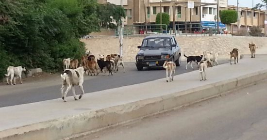 صور.. الكلاب الضالة تهدد سكان التجمع الأول ومطالب بنقلها بعيدا عن المنطقة