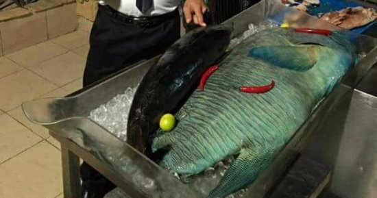 صور.. فندق بالبحر الأحمر يعرض سمكة نابليون المهددة بالانقراض فى بوفيه مفتوح