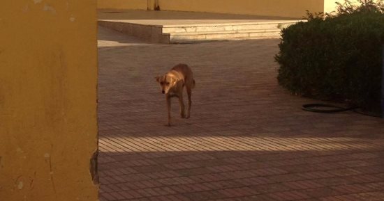 صور كلاب ضالة تحتل مدرسة الشيخ زايد الثانوية بنات بالجيزة اليوم السابع