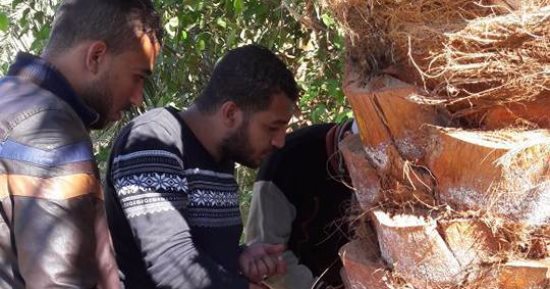 زراعة الوادى الجديد : تكلفة مكافحة سوسة النخيل فى المرحلة الأولى 1.2مليون جنيه