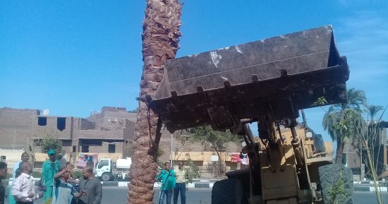 محافظة الأقصر تعلن زراعة 148 نخلة بالحدائق استعداداً للموسم السياحى