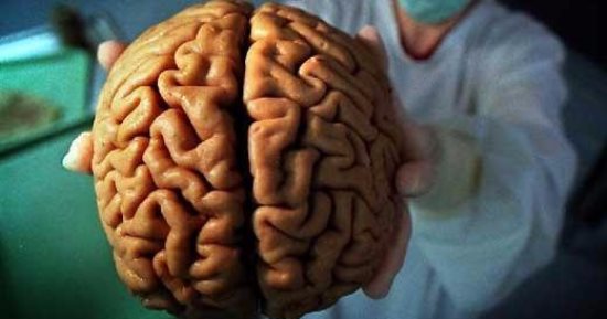 اعرف جسمك.. وظيفة الأم الحنون والجافية والعنكبوتية بالمخ