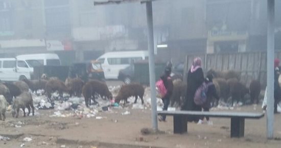 صور.. تراكم القمامة بموقف أتوبيس المسلة بالمطرية والأهالى يستغيثون