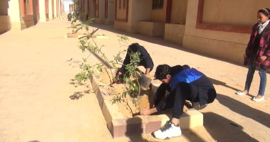 نقابة الخدمات الإدارية تشارك بمبادرة 100 مليون شجرة بالمحافظات