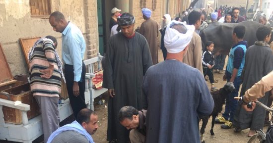 قافلة بيطرية للكشف على الماشية بقرية بنى زيد الأكراد فى أسيوط 