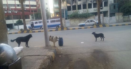 اضبط مخالفة.. انتشار الكلاب الضالة بشوارع بنى سويف والواسطى 