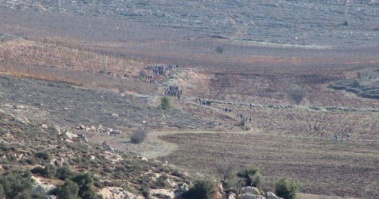 وكالة الأنباء الفلسطينية: مستوطنون يقتلعون أشتال زيتون جنوب غرب بيت لحم