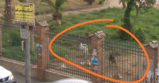 صور.. شكوى من انتشار الكلاب الضالة بشوارع النزهة