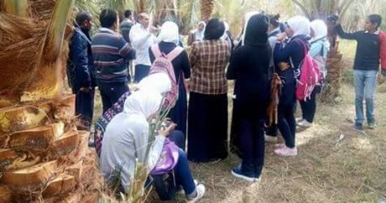زراعة الوادى الجديد تعقد ندوة حقلية للتعريف بطرق مكافحة سوسة النخيل