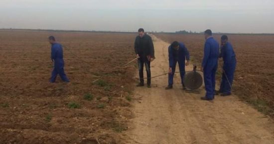 نجاح تجربة علاج العفن البنى فى مزارع الصالحية باستخدام جهاز الموجات الصوتية