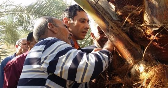 صور.. الزراعة تتصدى لسوسة النخيل الحمراء بالواحات وتكثف لجانها بالمحافظات 