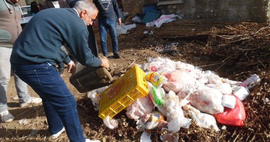 صور.. ضبط طن طيور مجمدة غير صالحه للإستخدام الأدمى بكفر الشيخ
