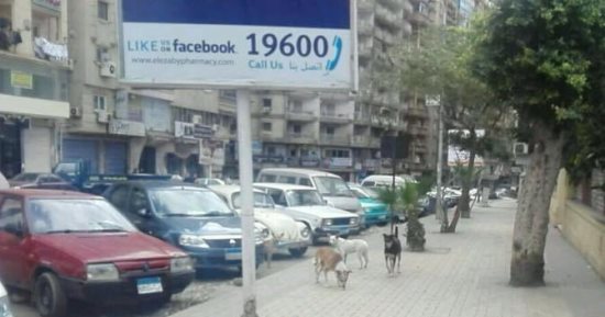 شن حملة للقضاء على الكلاب الضالة شرق الإسكندرية