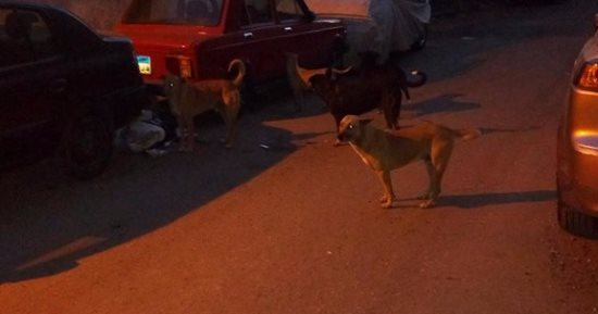 بالصور .. شكوى من انتشار الكلاب الضالة فى شوارع شبرا مصر