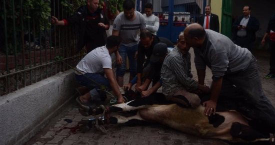 صور.. وليد سليمان يذبح عجول "فك النحس" فى الأهلى