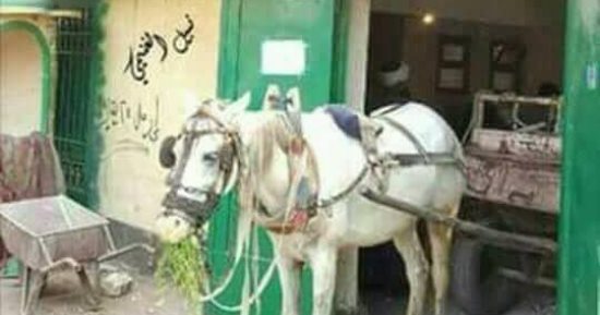 صورة اليوم.. "عربة كارو" فى مكتب بريد "ديرب نجم" بالشرقية