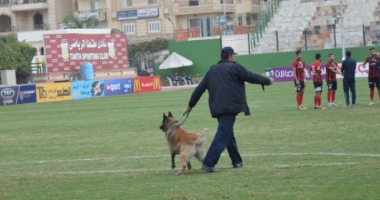 لقطة طريفة.. "كلب بوليسى" يحاول الركض خلف الكرات فى مباراة طنطا والداخلية 
