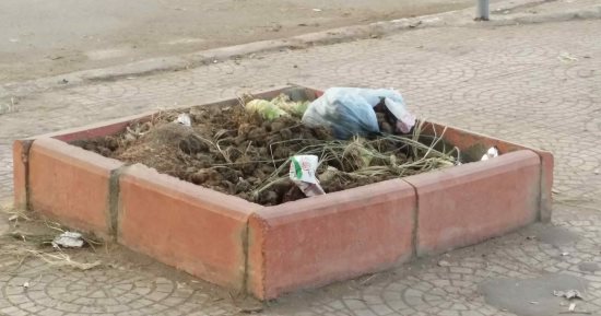 صور .. اضبط مخالفة.. انتشار "فضلات الحنطور" بأماكن الأشجار على كورنيش أسوان