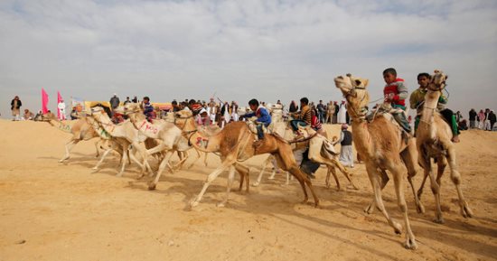 صور.. س&ج .. كل ما تريد معرفته عن مهرجان سباق الهجن بالإسماعيلية