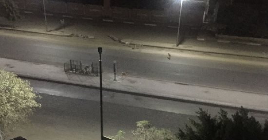 شكوى من انتشار الكلاب الضالة بأرض المعارض بمدينة نصر