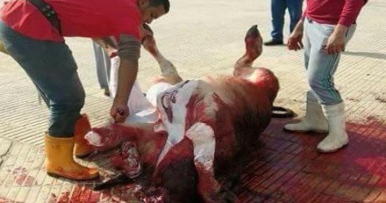صور.. الإسماعيلى يذبح عجلاً لمواصلة الانتصارات وتصدر الدورى
