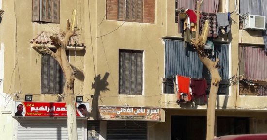 شكوى من قطع الأشجار وعدم استكمال الرصف فى إسكان الشباب بالتجمع الثالث