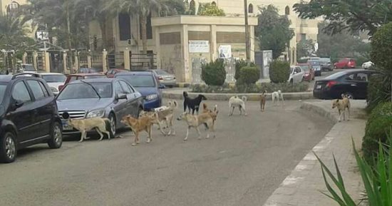 فيديو.. الكلاب الضالة تغزو طرق "التجمع" وتهدد حياة المواطنين 