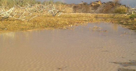 الزراعة: الاستفادة من أمطار مطروح فى زراعة القمح والشعير وحصاد المياه