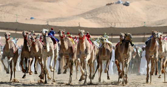 السعودية ..52 مليون ريال قيمة جوائز مهرجان ولى العهد للهجن 