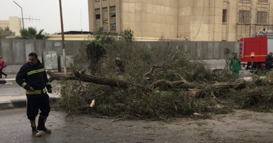 إصابة شخصين سقطت عليهما شجرة بأبوحماد بالشرقية