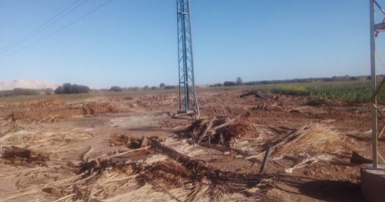 صور.. اضبط مخالفة.. إلقاء مخلفات النخيل على الطرق الزراعية بالوادى الجديد