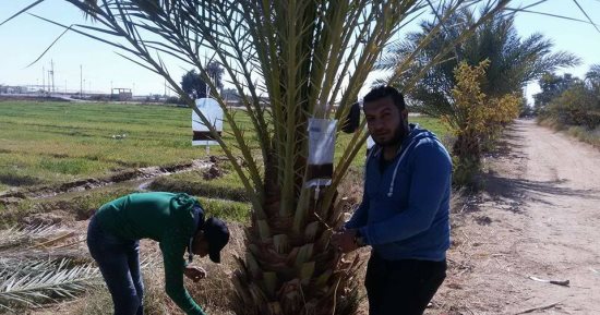 صور.. ظهور إصابات جديدة لمرض سوسة النخيل بالوادى الجديد
