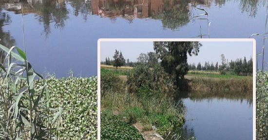 هل يتدخل وزير الرى لمواجهة كارثة مصرف كوتشنر بالغربية؟.. إصابة الأهالى بالأمراض ومطالبات بسرعة معالجته.. 23 شركة ومصنع بالمحلة تلقى بمخلفاتها ولا توجد إجراءات رادعة.. والمحافظ: 482 مليون دولار لمعالجة المياه 