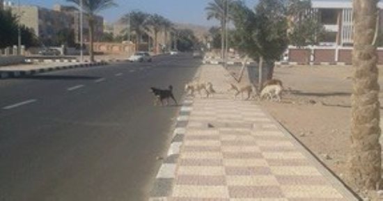 صور.. الكلاب الضالة تزعج أهالى حى الزهراء فى طور سيناء والأهالى يستغيثون