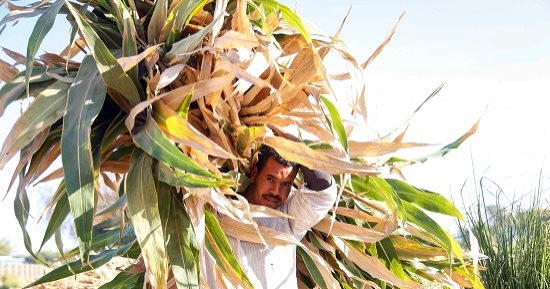 صورة اليوم.. أيادى تملأ الارض خير بالعرق