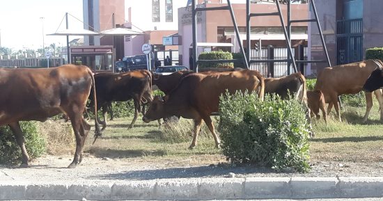 صور.. الأبقار الضالة تحاصر مدينة الإنتاج وما تصلحه "البيئة" يفسده "العرب"