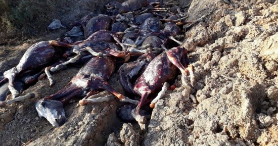 صور .. العثور على حمير مذبوحة و مسلوخ جلدها غرب الإسكندرية