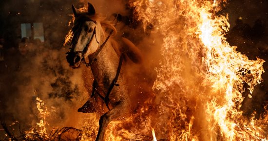 صور..انطلاق مهرجان قفز الجياد وسط النيران بإسبانيا فى عيد القديس أنطونيوس