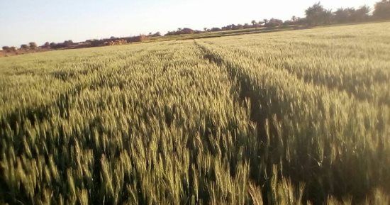 روسيا: ارتفاع حجم التبادل التجارى بين موسكو والقاهرة لـ 77% فى يناير 2018