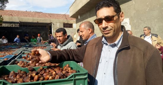 الزراعة: تكثف أعمال مكافحة سوسة النخيل بـ6 محافظات