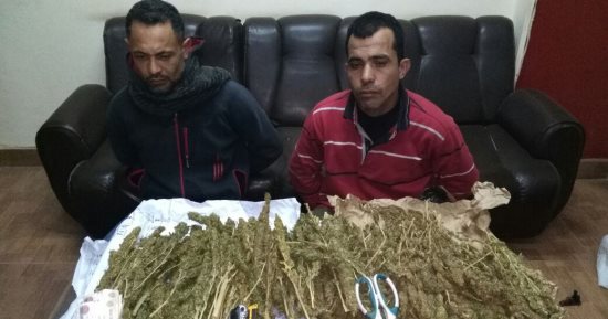 سقوط عصابة "عماد كرتونة" لتجارة البانجو فى سمنود بالغربية
