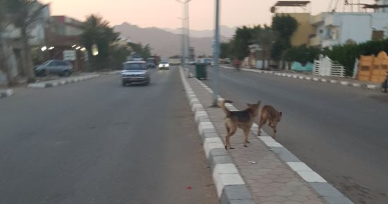 شكوى من انتشار الكلاب الضالة فى شارع إسماعيل وهبى بمدينة نصر