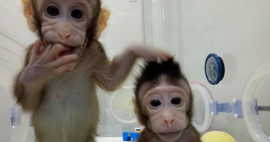 صور.. الصين تنجح فى استنساخ أول قرد بالعالم